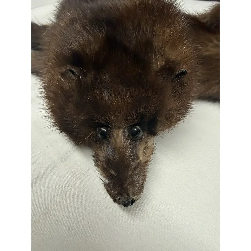 Vintage 4 Mink Fur Stole Pelts Scarfs Heads Full Body Taxidermy 1940s 1950s